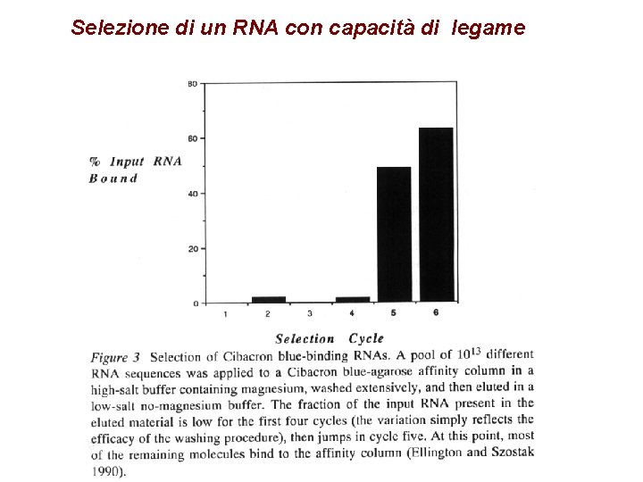 Selezione di un RNA con capacità di legame 