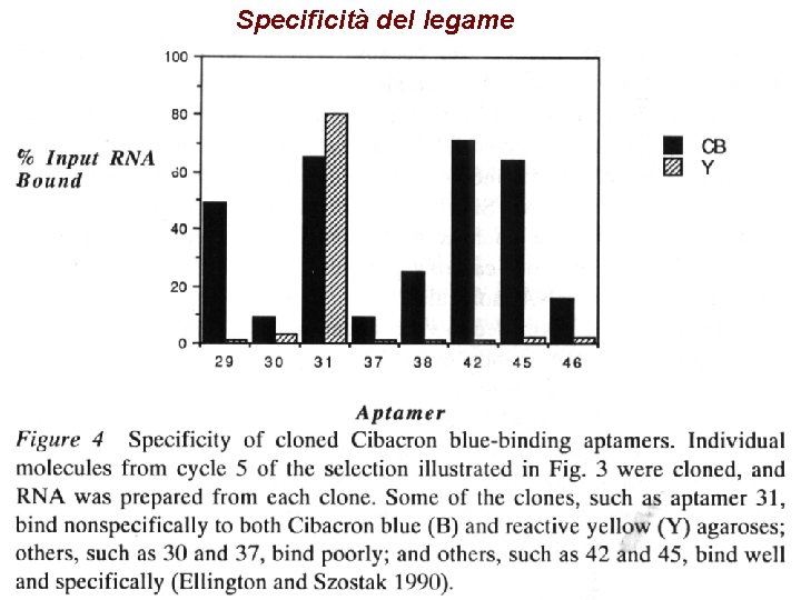 Specificità del legame 