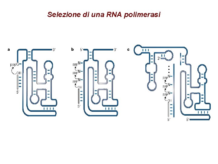 Selezione di una RNA polimerasi 