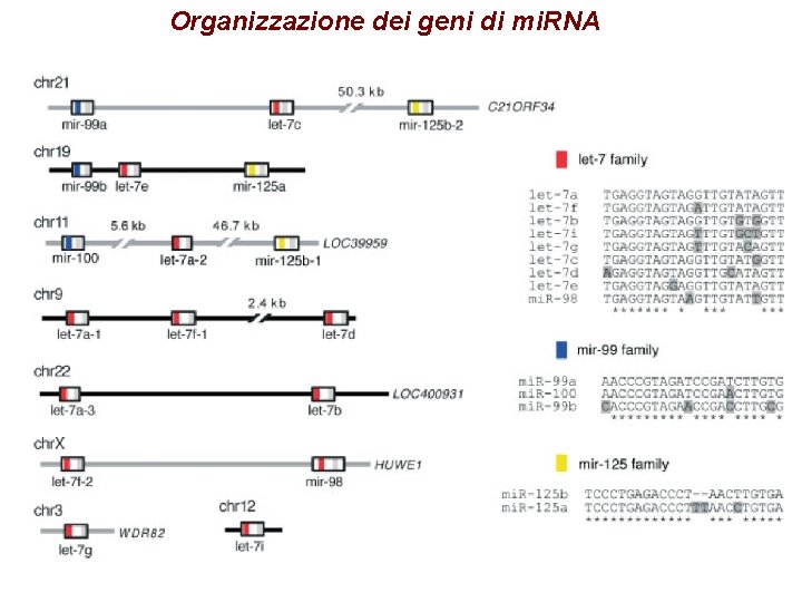 Organizzazione dei geni di mi. RNA 