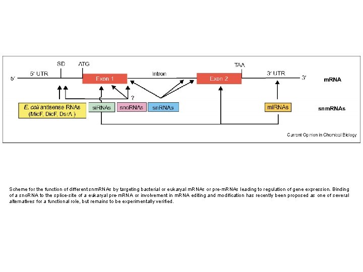 Scheme for the function of different snm. RNAs by targeting bacterial or eukaryal m.