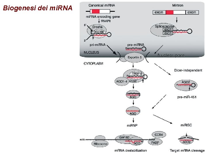 Biogenesi dei mi. RNA 