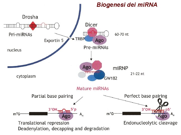 Biogenesi dei mi. RNA 