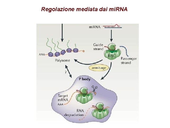 Regolazione mediata dai mi. RNA 