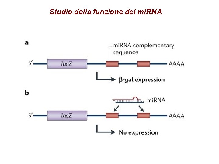 Studio della funzione dei mi. RNA 