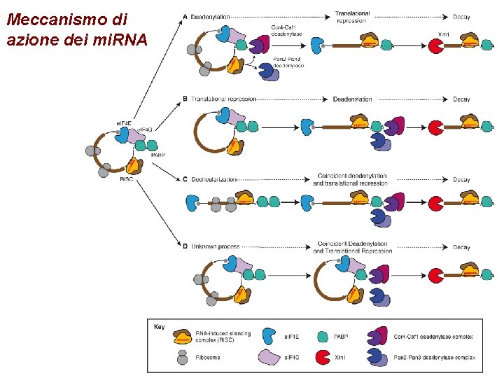 Meccanismo di azione dei mi. RNA 