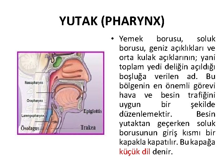 YUTAK (PHARYNX) • Yemek borusu, soluk borusu, geniz açıklıkları ve orta kulak açıklarının; yani