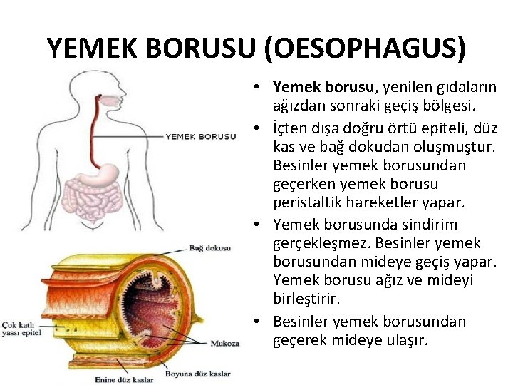 YEMEK BORUSU (OESOPHAGUS) • Yemek borusu, yenilen gıdaların ağızdan sonraki geçiş bölgesi. • İçten