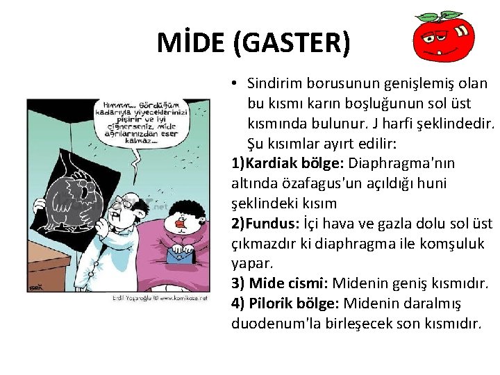 MİDE (GASTER) • Sindirim borusunun genişlemiş olan bu kısmı karın boşluğunun sol üst kısmında