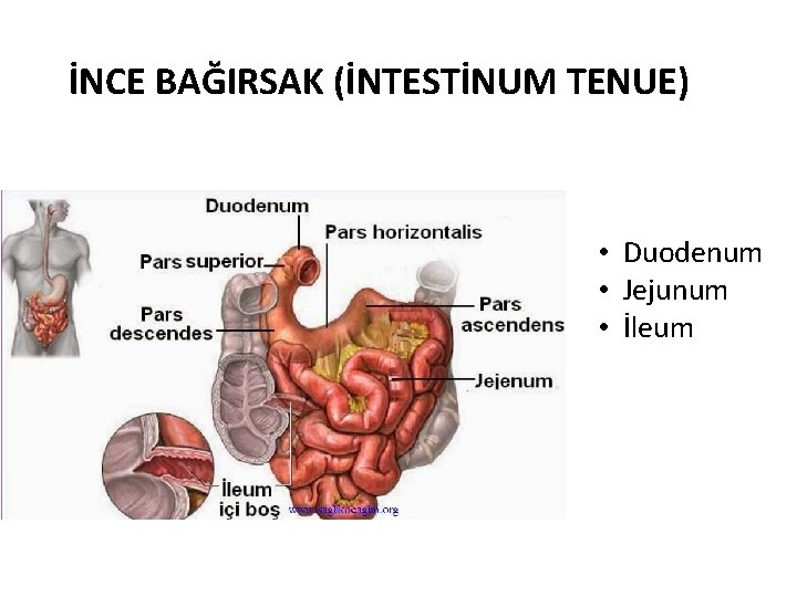 İNCE BAĞIRSAK (İNTESTİNUM TENUE) • Duodenum • Jejunum • İleum 