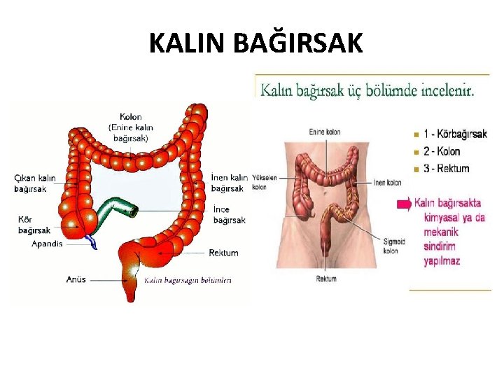 KALIN BAĞIRSAK 