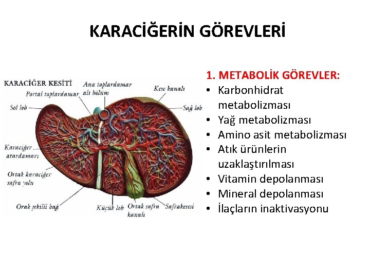 KARACİĞERİN GÖREVLERİ 1. METABOLİK GÖREVLER: • Karbonhidrat metabolizması • Yağ metabolizması • Amino asit