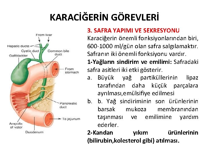 KARACİĞERİN GÖREVLERİ 3. SAFRA YAPIMI VE SEKRESYONU Karaciğerin önemli fonksiyonlarından biri, 600 1000 ml/gün