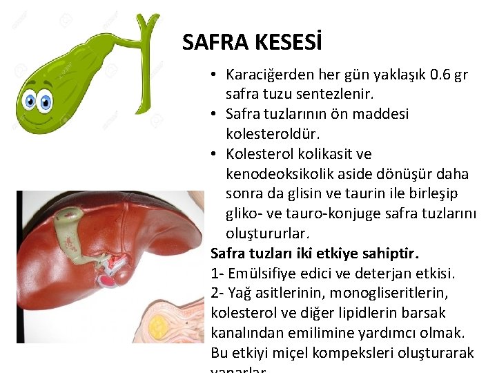 SAFRA KESESİ • Karaciğerden her gün yaklaşık 0. 6 gr safra tuzu sentezlenir. •