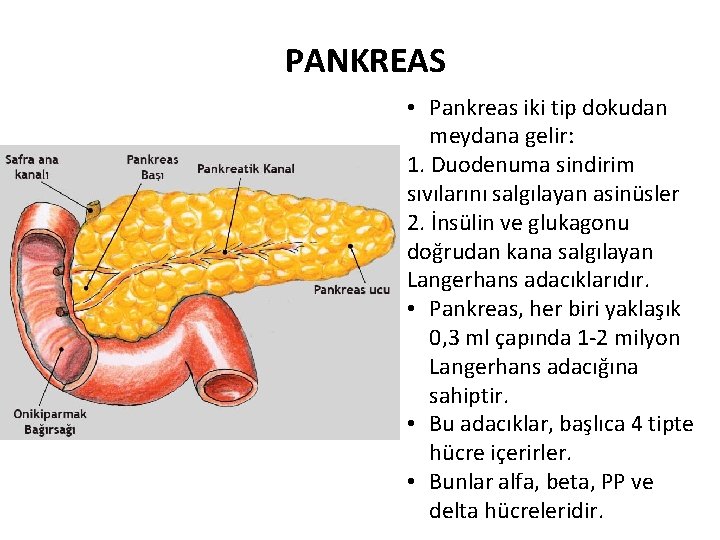 PANKREAS • Pankreas iki tip dokudan meydana gelir: 1. Duodenuma sindirim sıvılarını salgılayan asinüsler