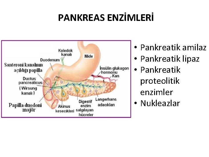 PANKREAS ENZİMLERİ • Pankreatik amilaz • Pankreatik lipaz • Pankreatik proteolitik enzimler • Nukleazlar