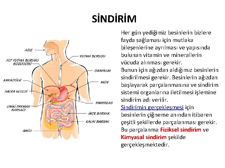 SİNDİRİM Her gün yediğimiz besinlerin bizlere fayda sağlaması için mutlaka bileşenlerine ayrılması ve yapısında