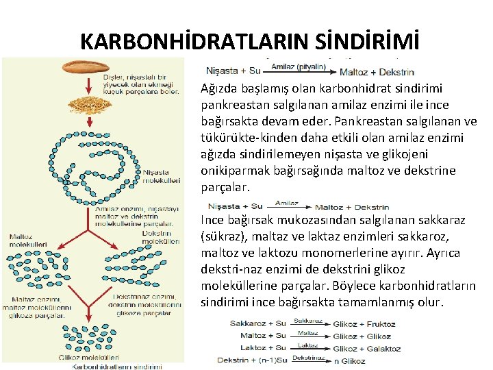 KARBONHİDRATLARIN SİNDİRİMİ Ağızda başlamış olan karbonhidrat sindirimi pankreastan salgılanan amilaz enzimi ile ince bağırsakta