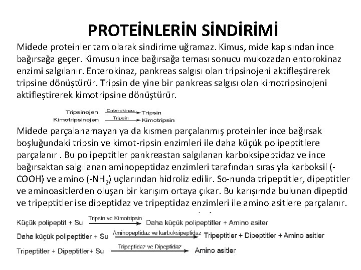 PROTEİNLERİN SİNDİRİMİ Midede proteinler tam olarak sindirime uğramaz. Kimus, mide kapısından ince bağırsağa geçer.