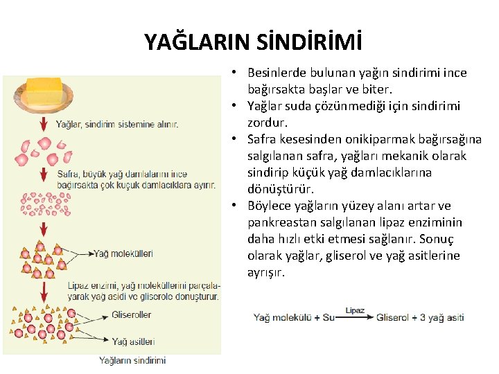 YAĞLARIN SİNDİRİMİ • Besinlerde bulunan yağın sindirimi ince bağırsakta başlar ve biter. • Yağlar