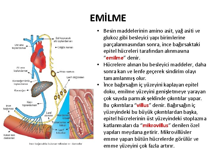 EMİLME • Besin maddelerinin amino asit, yağ asiti ve glukoz gibi besleyici yapı birimlerine