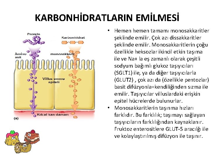 KARBONHİDRATLARIN EMİLMESİ • Hemen hemen tamamı monosakkaritler şeklinde emilir. Çok azı dissakkaritler şeklinde emilir.