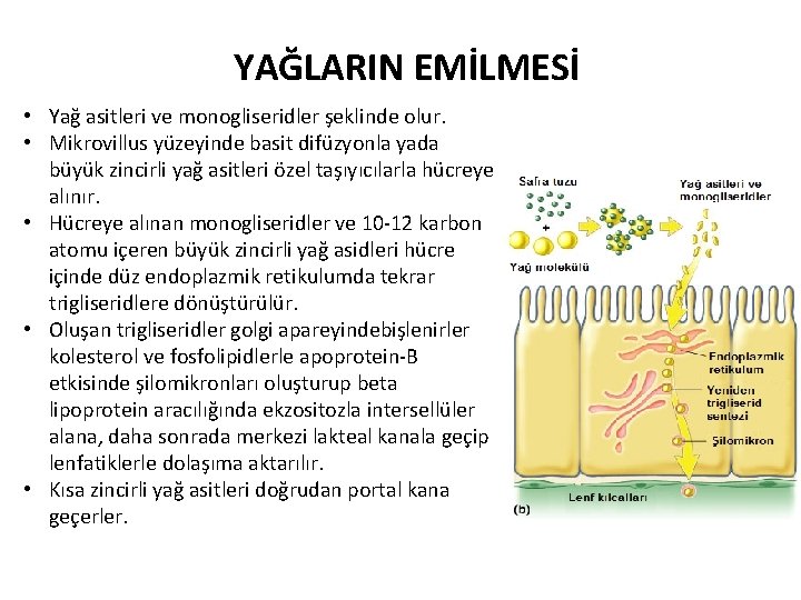 YAĞLARIN EMİLMESİ • Yağ asitleri ve monogliseridler şeklinde olur. • Mikrovillus yüzeyinde basit difüzyonla