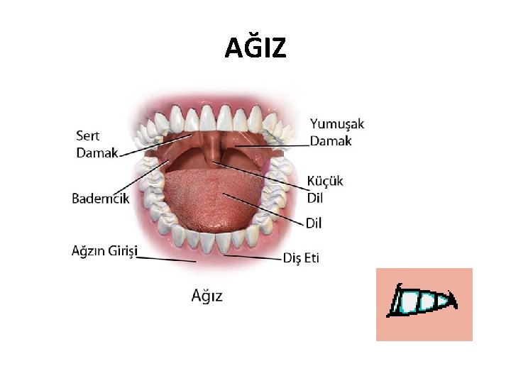 AĞIZ 