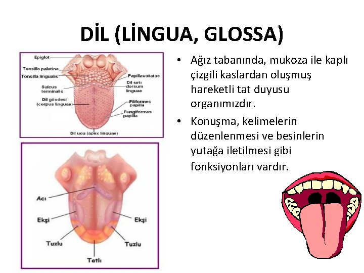 DİL (LİNGUA, GLOSSA) • Ağız tabanında, mukoza ile kaplı çizgili kaslardan oluşmuş hareketli tat