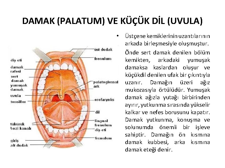 DAMAK (PALATUM) VE KÜÇÜK DİL (UVULA) • Üstçene kemiklerinin uzantılarının arkada birleşmesiyle oluşmuştur. •