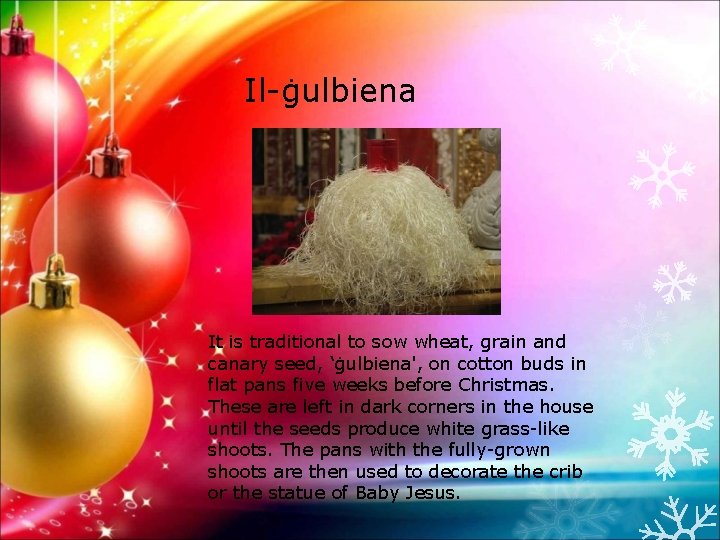 Il-ġulbiena It is traditional to sow wheat, grain and canary seed, ‘ġulbiena', on cotton