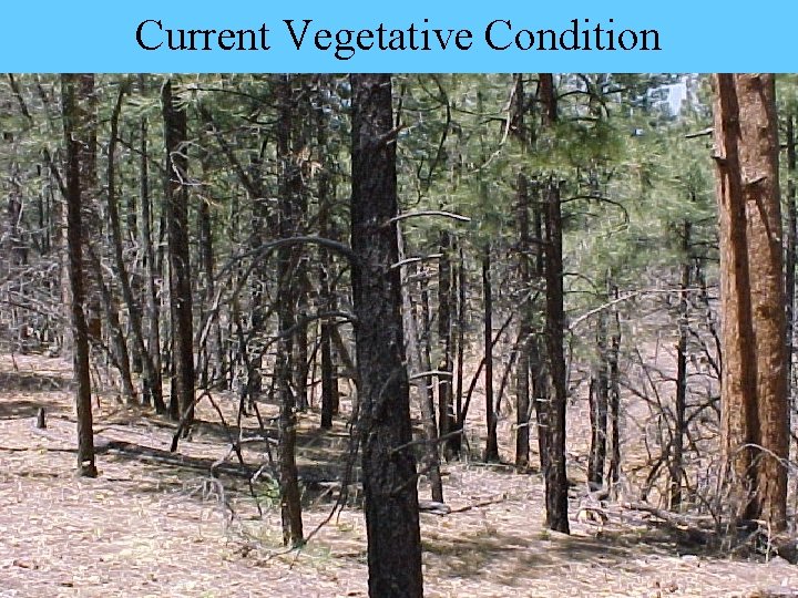 Current Vegetative Condition 