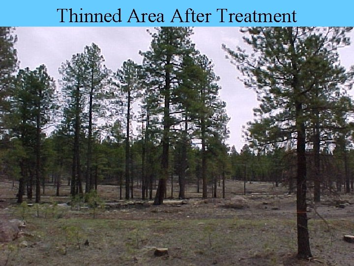 Thinned Area After Treatment 