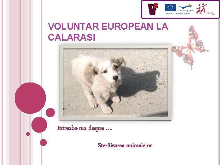 VOLUNTAR EUROPEAN LA CALARASI Intreaba-ma despre …. Sterilizarea animalelor 