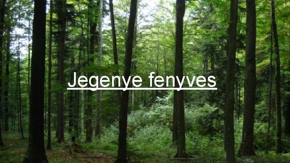 Jegenye fenyves 