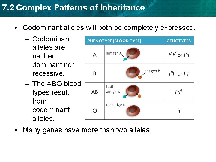 7. 2 Complex Patterns of Inheritance • Codominant alleles will both be completely expressed.