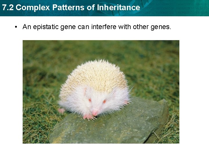 7. 2 Complex Patterns of Inheritance • An epistatic gene can interfere with other