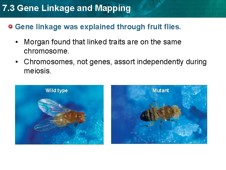 7. 3 Gene Linkage and Mapping Gene linkage was explained through fruit flies. •