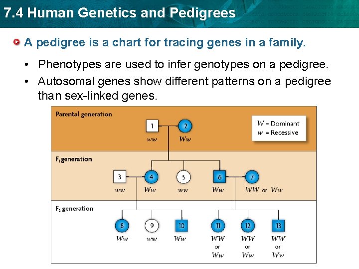 7. 4 Human Genetics and Pedigrees A pedigree is a chart for tracing genes