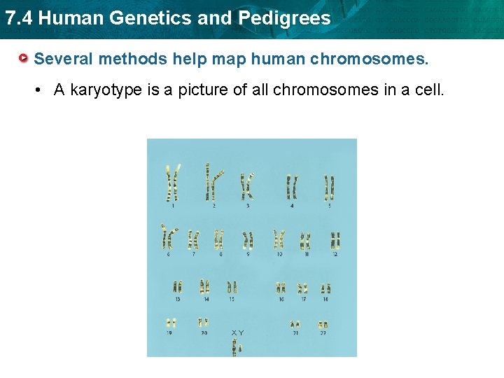 7. 4 Human Genetics and Pedigrees Several methods help map human chromosomes. • A
