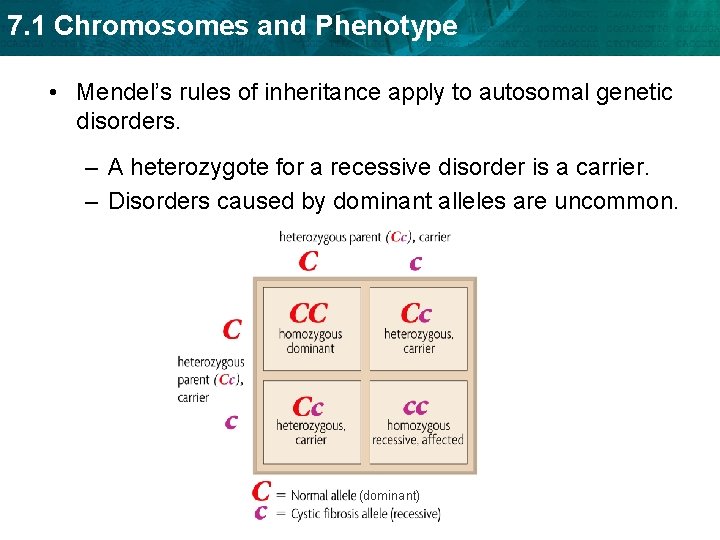 7. 1 Chromosomes and Phenotype • Mendel’s rules of inheritance apply to autosomal genetic