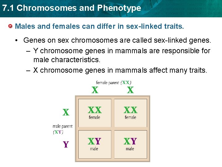 7. 1 Chromosomes and Phenotype Males and females can differ in sex-linked traits. •