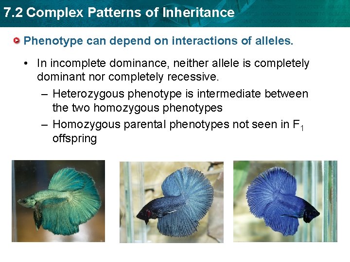 7. 2 Complex Patterns of Inheritance Phenotype can depend on interactions of alleles. •