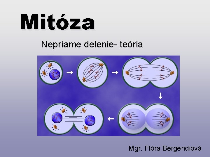 Mitóza Nepriame delenie- teória Mgr. Flóra Bergendiová 