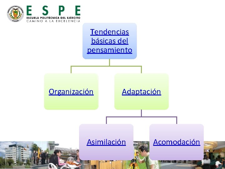 Tendencias básicas del pensamiento Organización Adaptación Asimilación Acomodación 