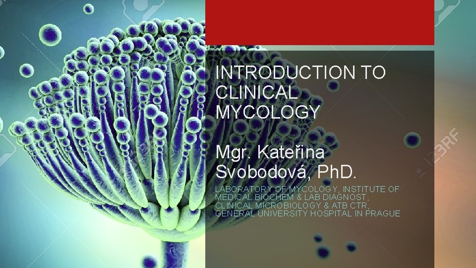 INTRODUCTION TO CLINICAL MYCOLOGY Mgr. Kateřina Svobodová, Ph. D. LABORATORY OF MYCOLOGY, INSTITUTE OF