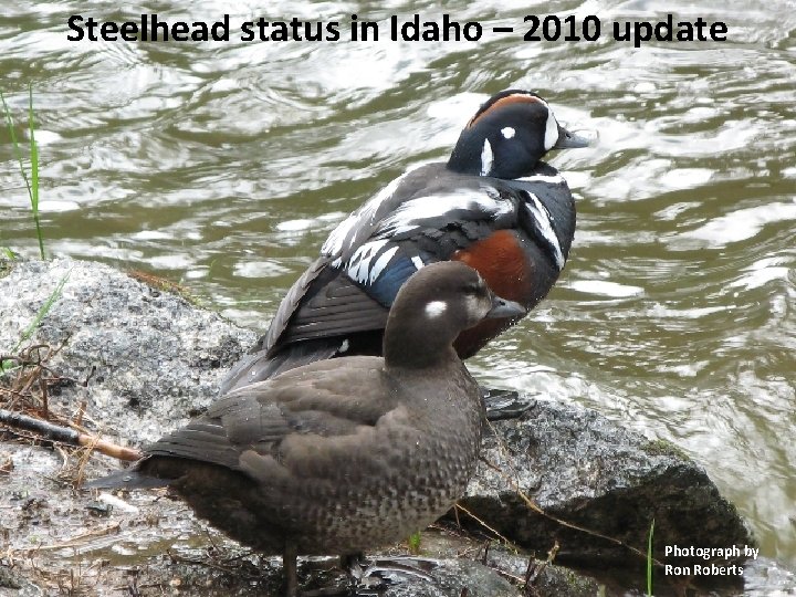 Steelhead status 2010 update Steelhead statusinin. Idaho– 2010 update Photograph by Ron Roberts 