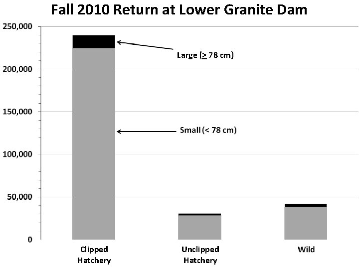 Fall 2010 Return at Lower Granite Dam Large (> 78 cm) Clipped Hatchery Unclipped