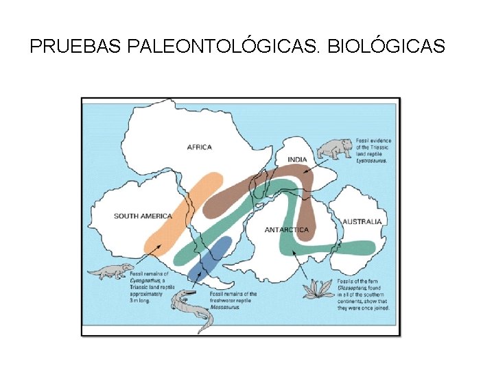 PRUEBAS PALEONTOLÓGICAS. BIOLÓGICAS 