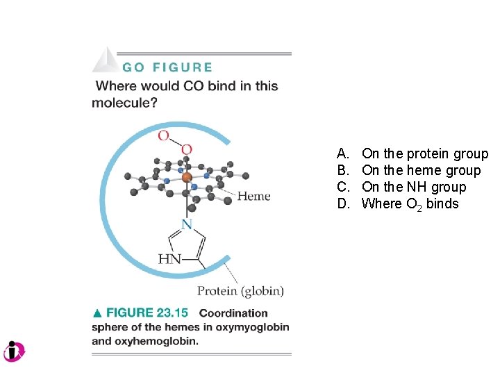 A. B. C. D. On the protein group On the heme group On the